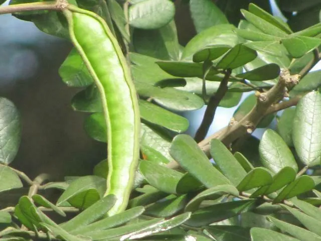 Rain Tree Samamea saman 20 Seeds  USA Company